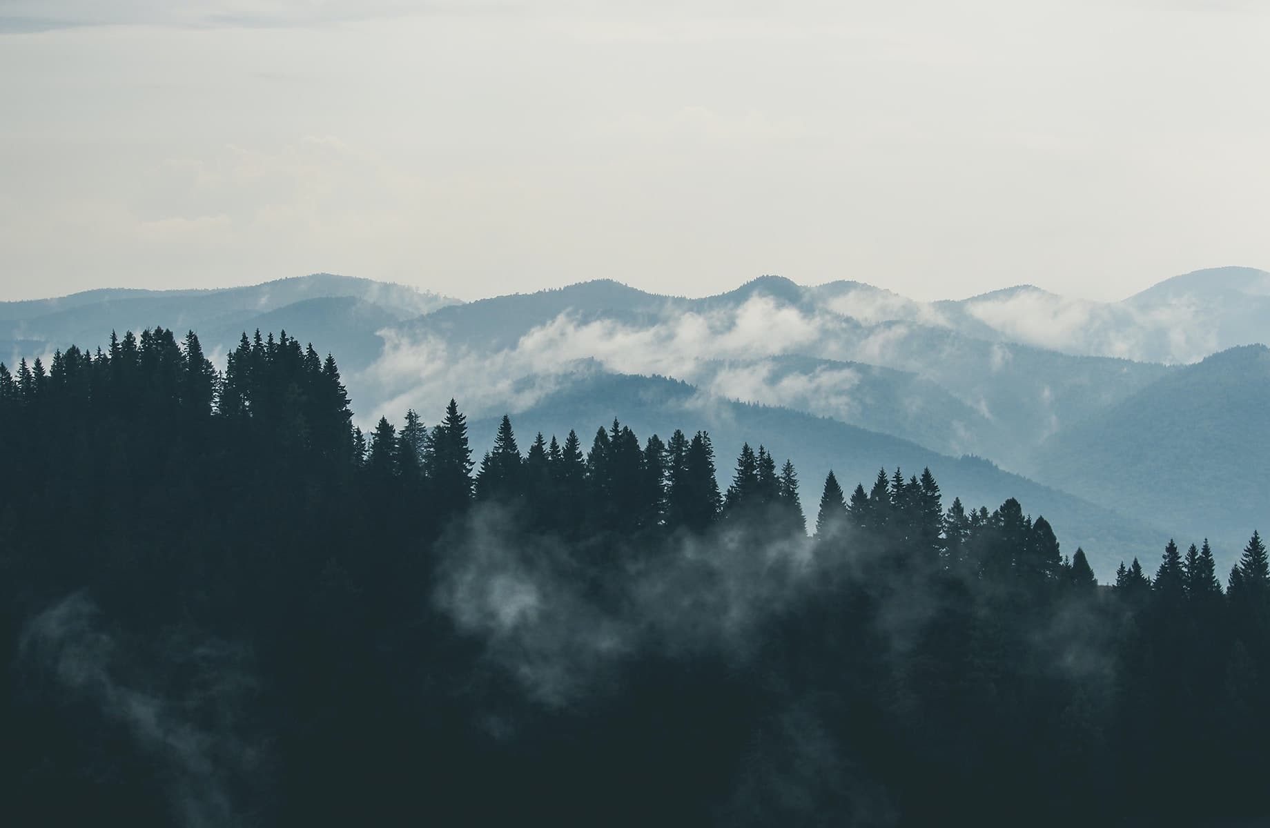 лес и горы